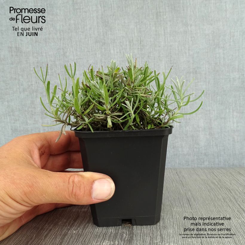 Spécimen de Lavandula angustifolia Essence Purple - Lavande vraie Godet de 8/9 cm tel que livré en été