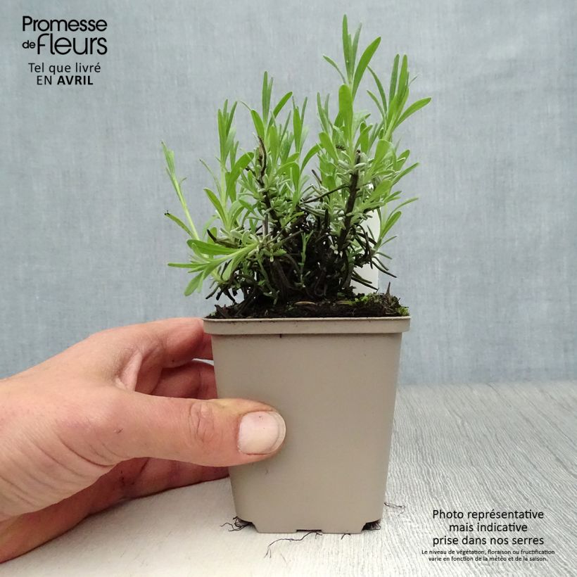 Spécimen de Lavandula angustifolia Essence Purple - Lavande vraie Godet de 9cm tel que livré au printemps