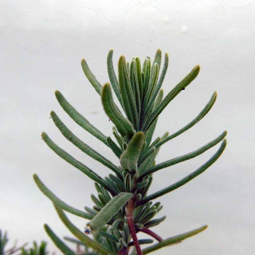 Lavandula angustifolia Hidcote White - Lavande vraie (Feuillage)