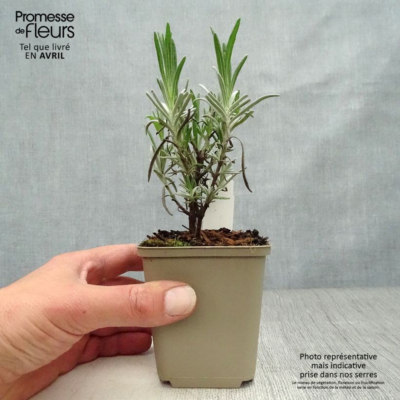 Spécimen de Lavandula angustifolia Hidcote White - Lavande vraie Godet de 8/9 cm tel que livré au printemps