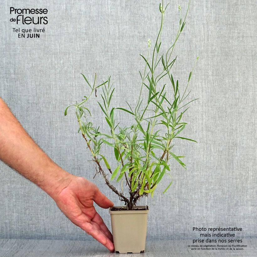 Spécimen de Lavandula angustifolia Hidcote White - Lavande vraie Godet de 8/9 cm tel que livré en été