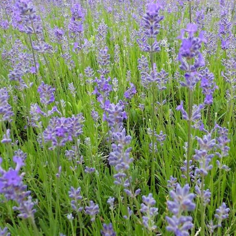 Lavande vraie Middachten - Lavandula angustifolia Middachten (Floraison)