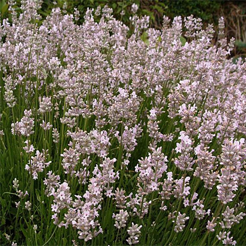 Lavande vraie - Lavandula angustifolia Rosea (Floraison)