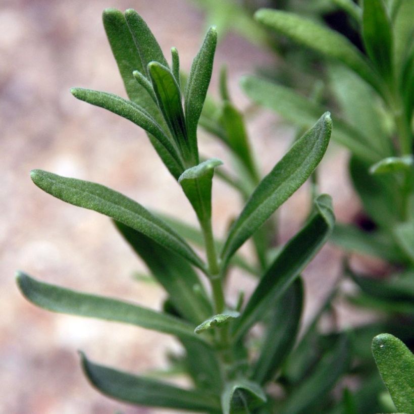 Lavande vraie Siesta - Lavandula angustifolia Siesta (Feuillage)