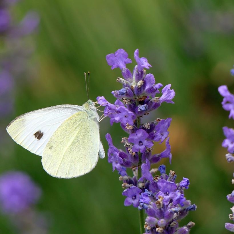 Lavande vraie Siesta - Lavandula angustifolia Siesta (Floraison)