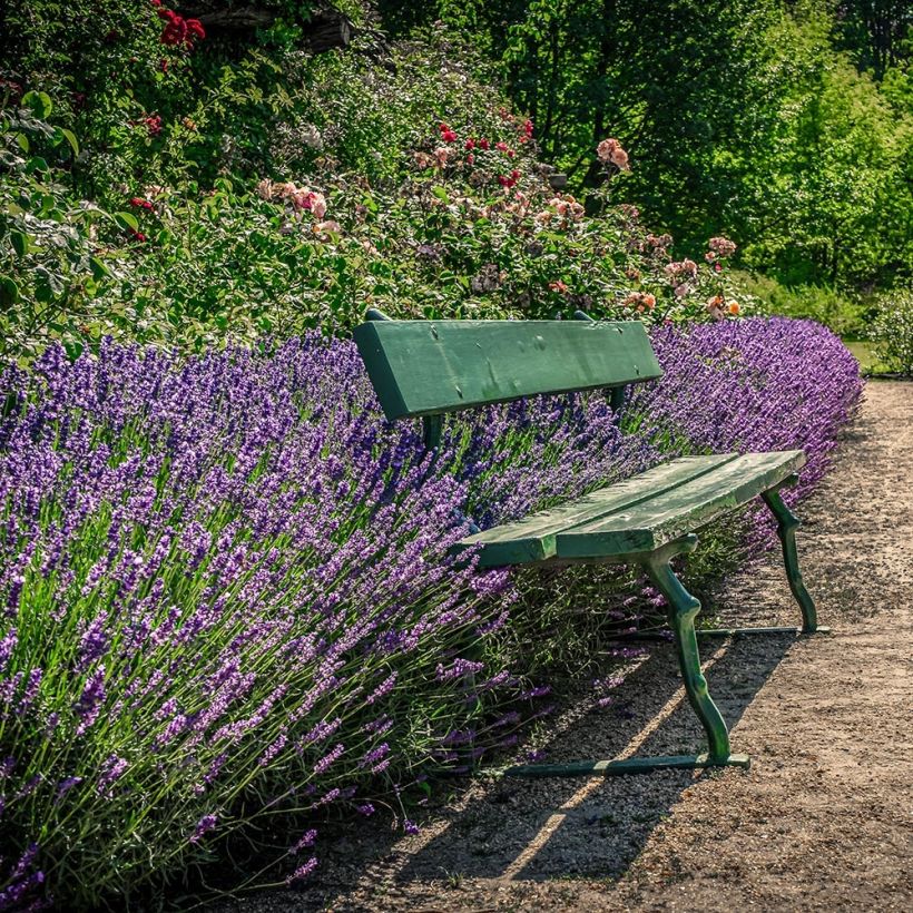 Lavande vraie Siesta - Lavandula angustifolia Siesta (Port)