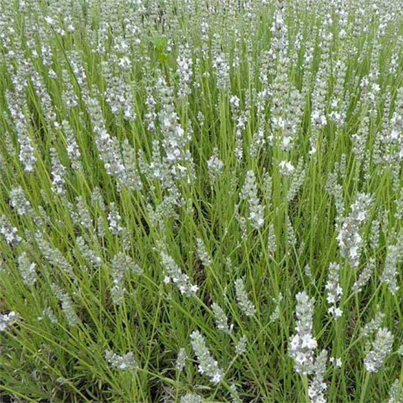 Lavande angustifolia Silbermöwe (Floraison)