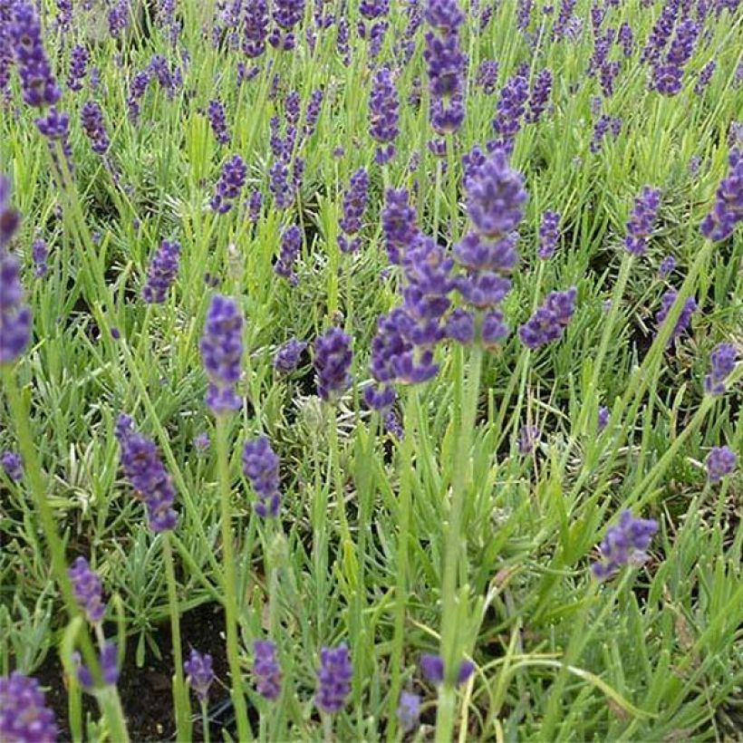 Lavandula angustifolia Twickel Purple - Lavande vraie (Floraison)