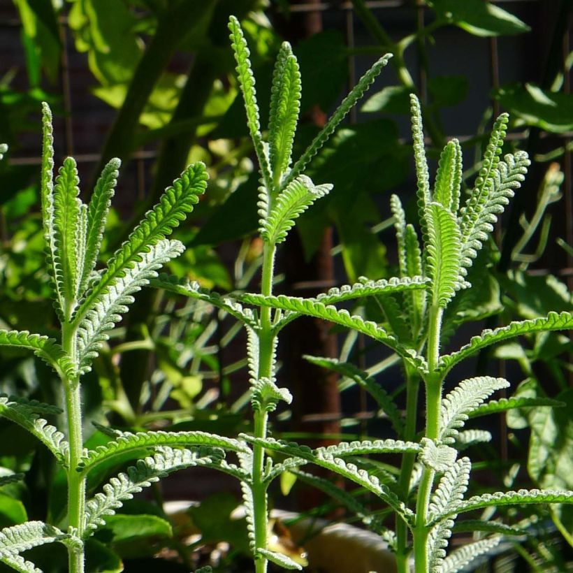 Lavandula dentata - Lavande dentée (Feuillage)