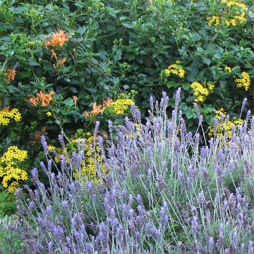 Lavandula dentata - Lavande dentée (Floraison)