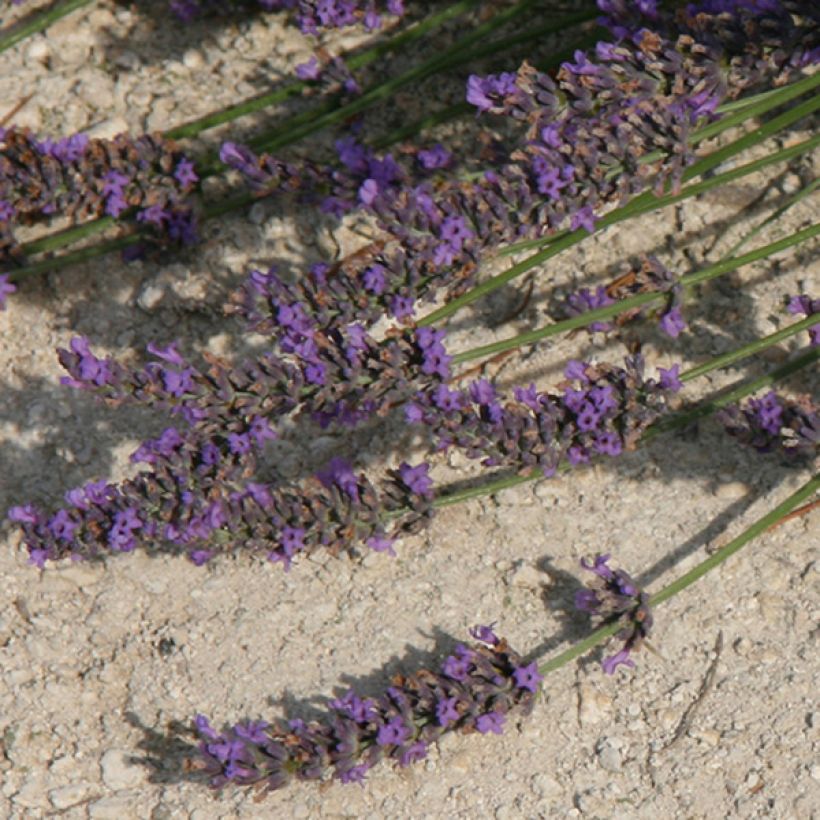 Lavande hybride, Lavandin - Lavandula intermedia Grosso (Floraison)