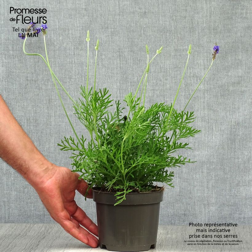 Spécimen de Lavandula pinnata var. Pinnata - Lavande pennée de Canaries tel que livré au printemps