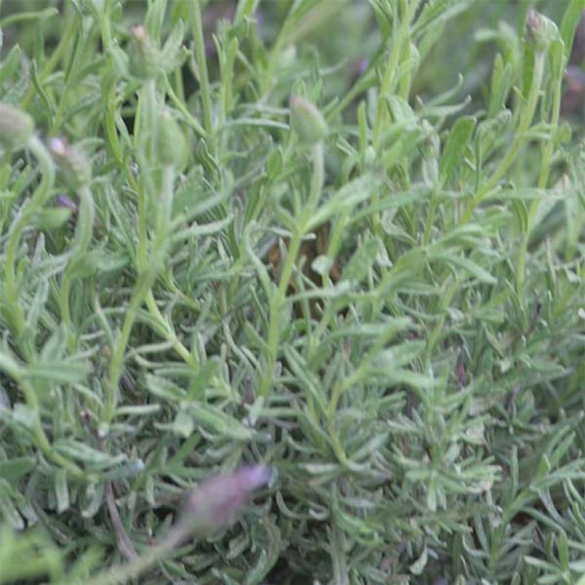 Lavandula stoechas Fat Head - Lavande papillon (Feuillage)