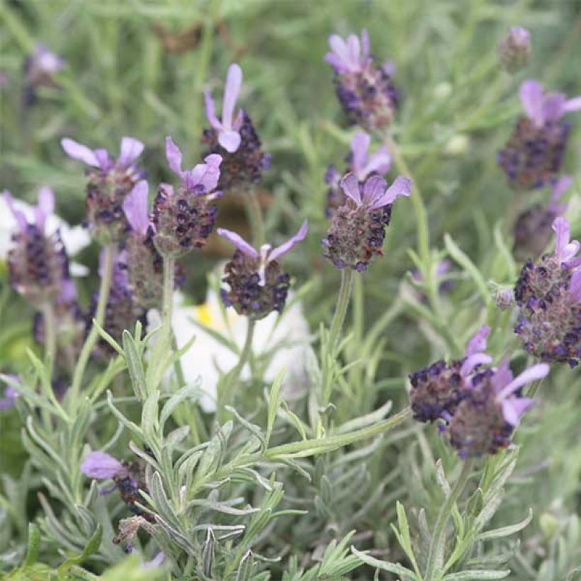 Lavandula stoechas Fat Head - Lavande papillon (Floraison)