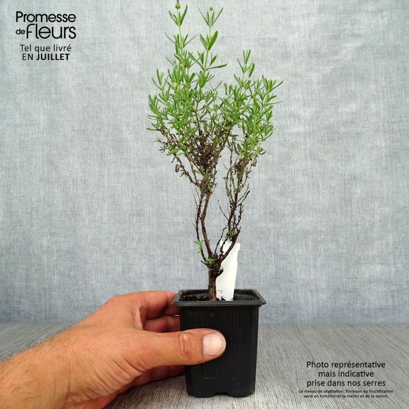 Spécimen de Lavandula stoechas Magical Posy Purple tel que livré en ete