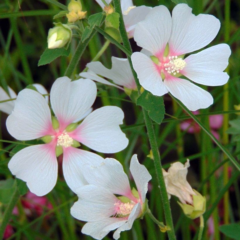 Lavatera Frederique - Lavatère arbustive (Floraison)