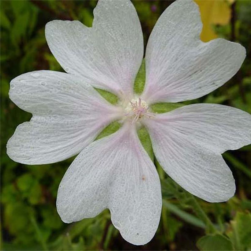 Lavatère - Lavatera White Angel (Floraison)