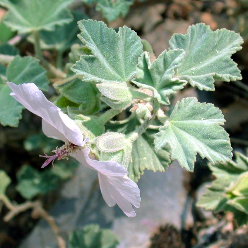 Lavatera maritima - Lavatère maritime (Feuillage)