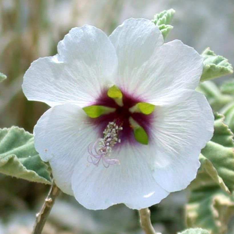 Lavatera maritima - Lavatère maritime (Floraison)