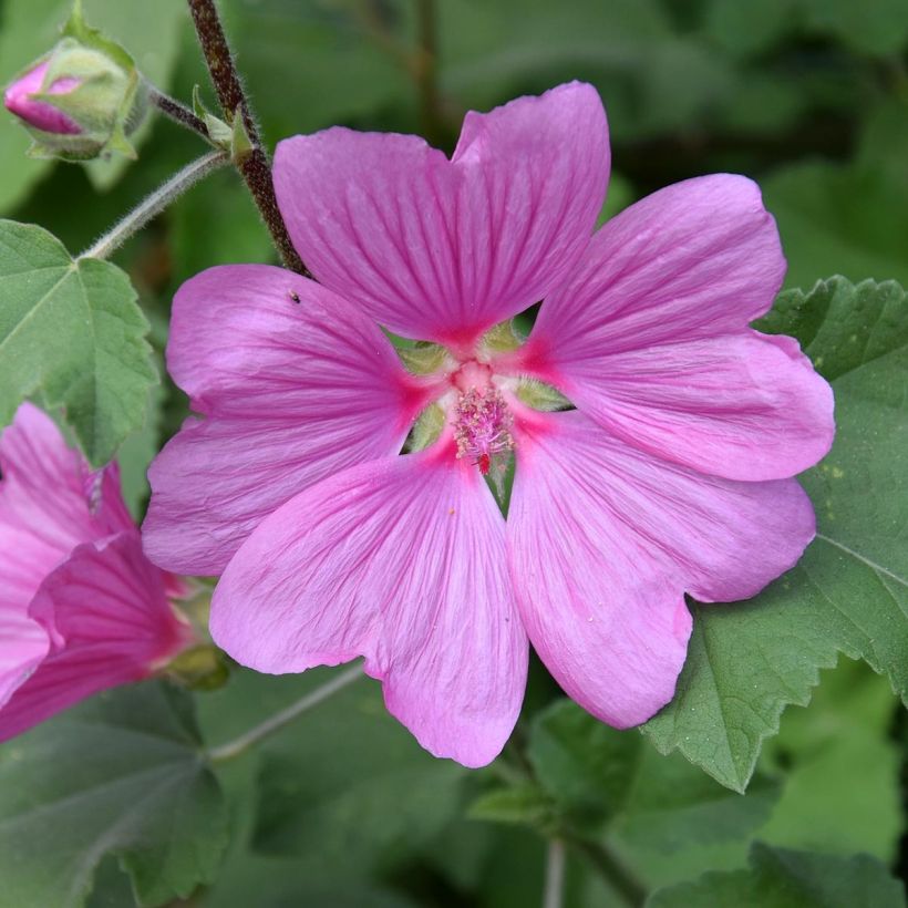 Lavatère d'Hyères - Lavatera olbia Rosea (Floraison)