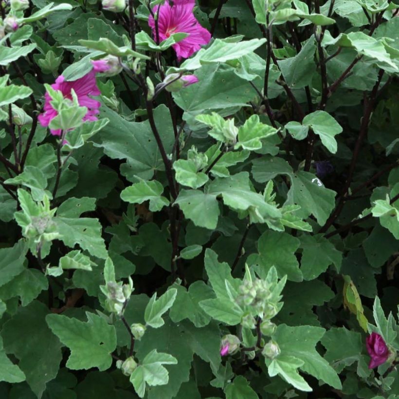 Lavatera thuringiaca Red Rum - Lavatère arbustive (Feuillage)