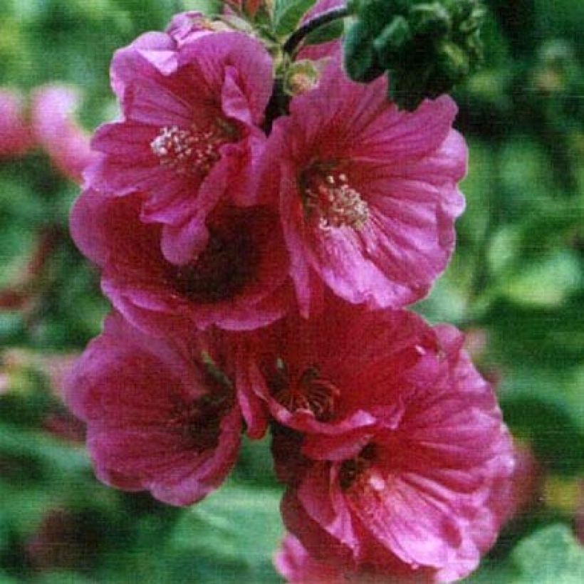 Lavatera thuringiaca Red Rum - Lavatère arbustive (Floraison)