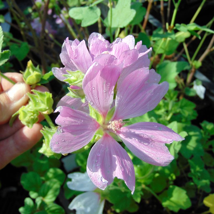 Lavatère - Lavatera Blushing Bride (Floraison)