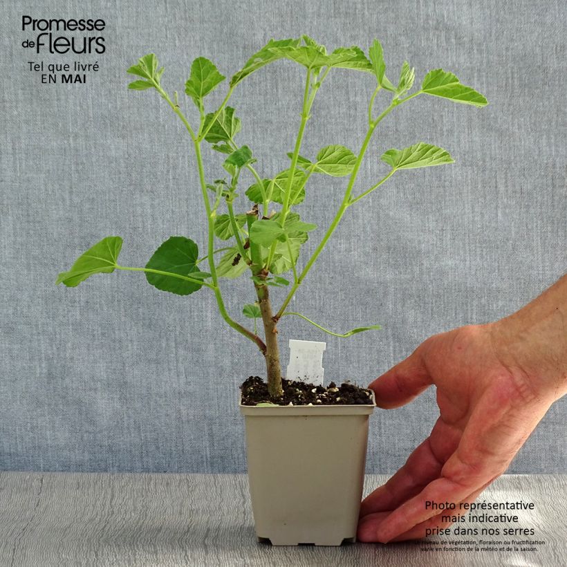 Spécimen de Lavatère - Lavatera Blushing Bride en godet de 9 cm tel que livré au printemps