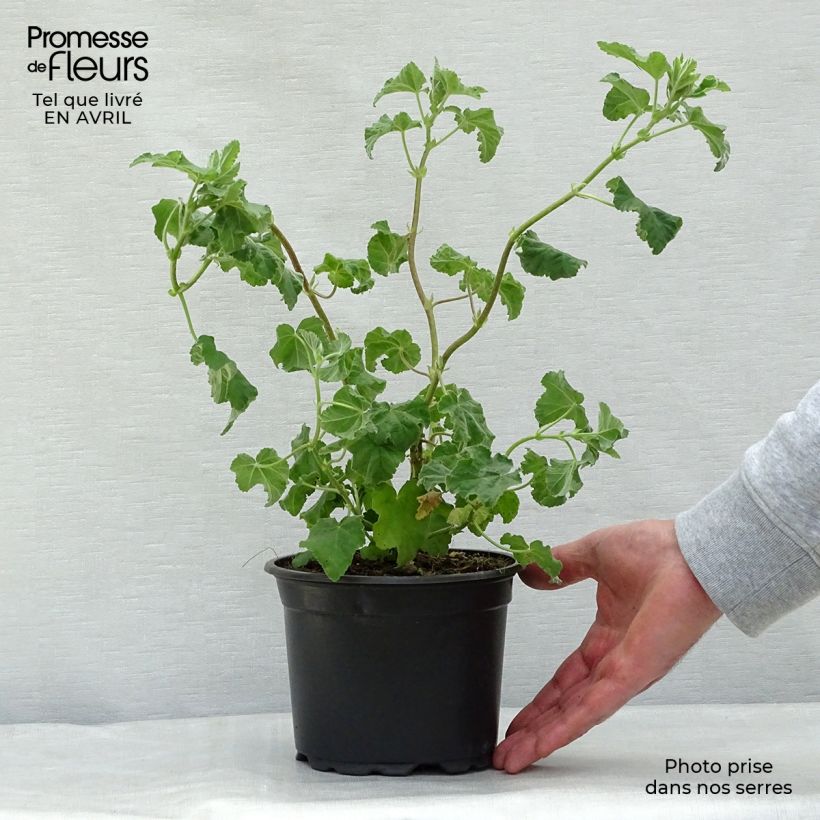Spécimen de Lavatère - Lavatera Burgundy Wine 25/30cm en pot de 2L tel que livré au printemps