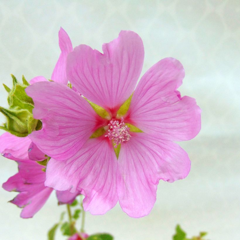 Lavatère - Lavatera Candy Floss (Floraison)