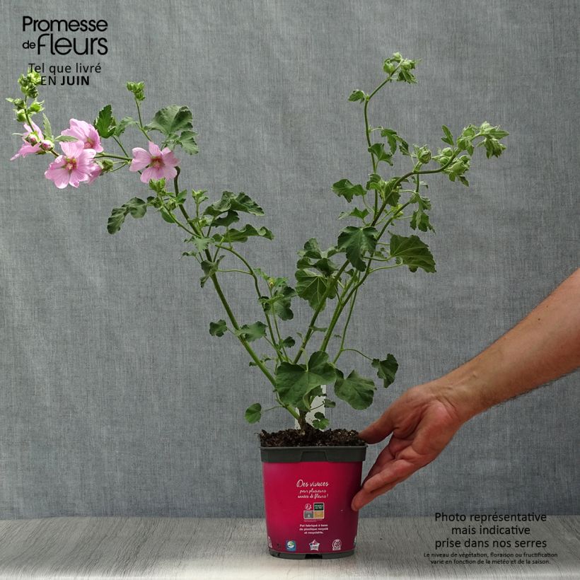 Spécimen de Lavatère d'Hyères - Lavatera olbia Rosea Pot de 2L/3L tel que livré en été
