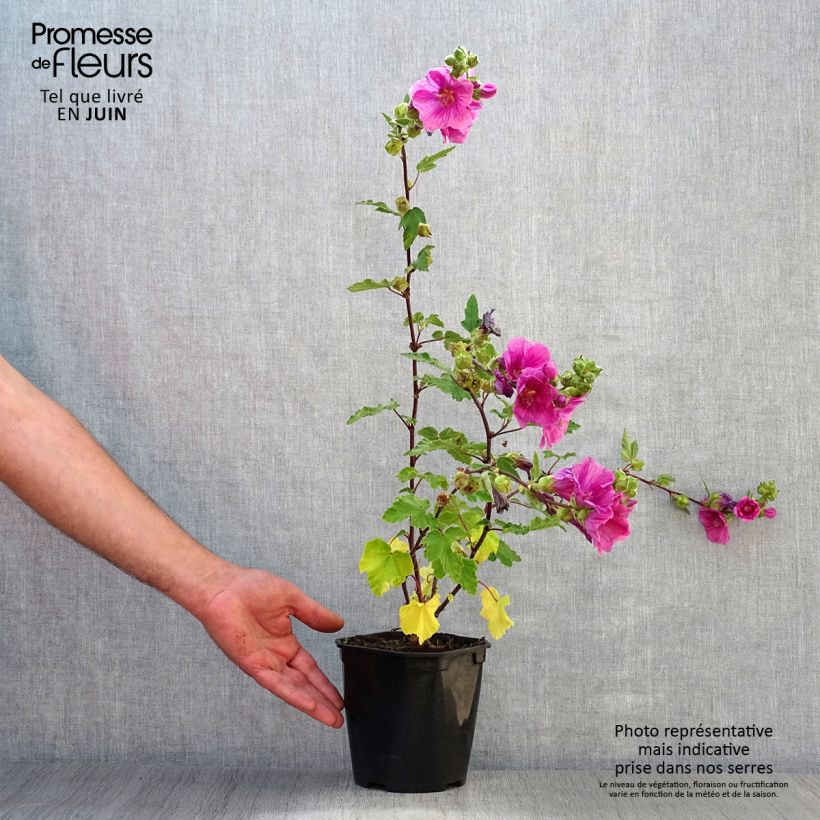 Spécimen de Lavatère thuringiaca Bredon Springs Pot de 2L/3L tel que livré en été