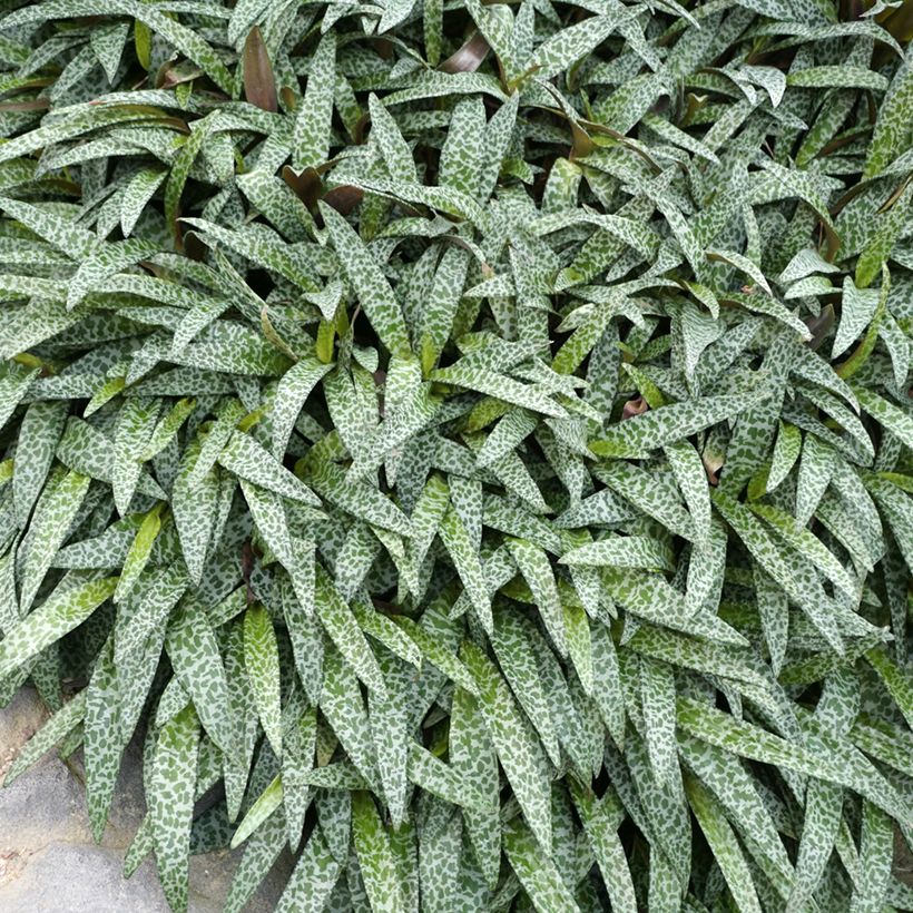 Ledebouria socialis - Scille violacée (Feuillage)