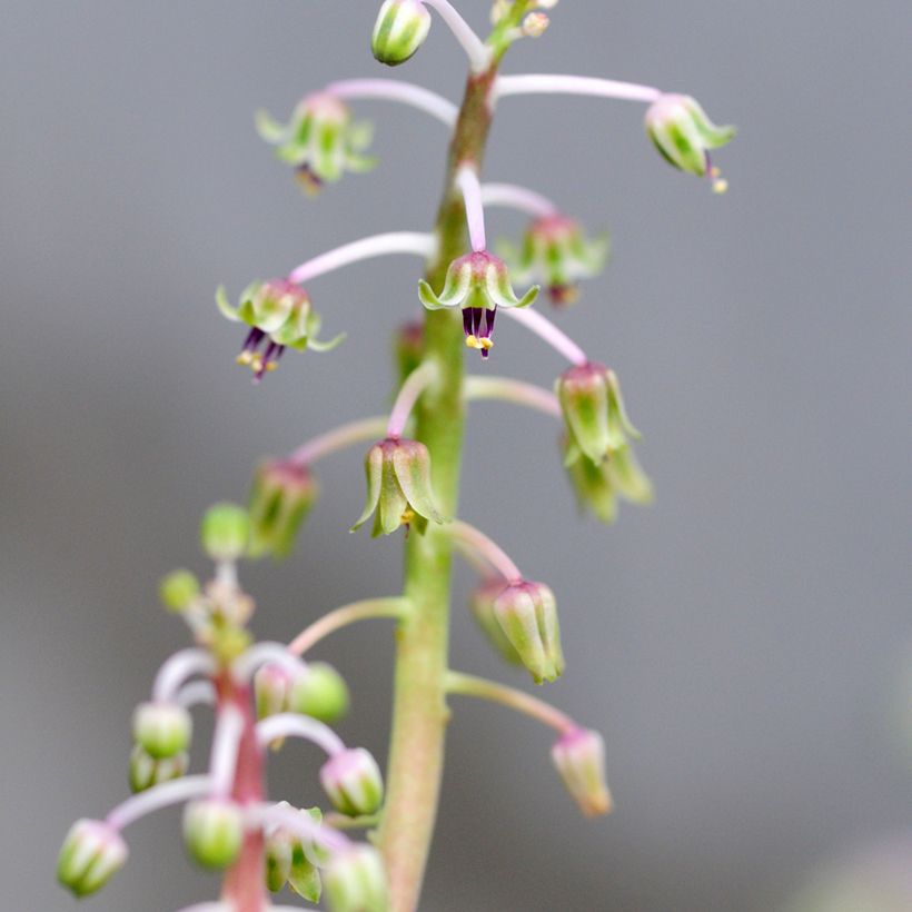 Ledebouria socialis - Scille violacée (Floraison)