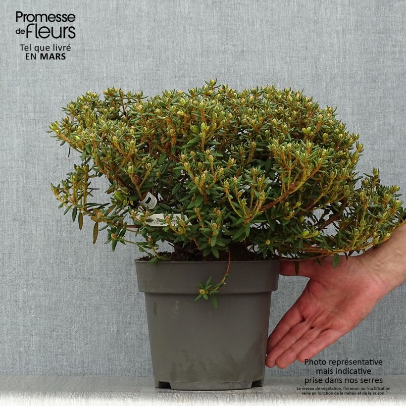 Spécimen de Ledum groendlandicum Helma - Thé du Labrador Pot de 2L/3L tel que livré au printemps