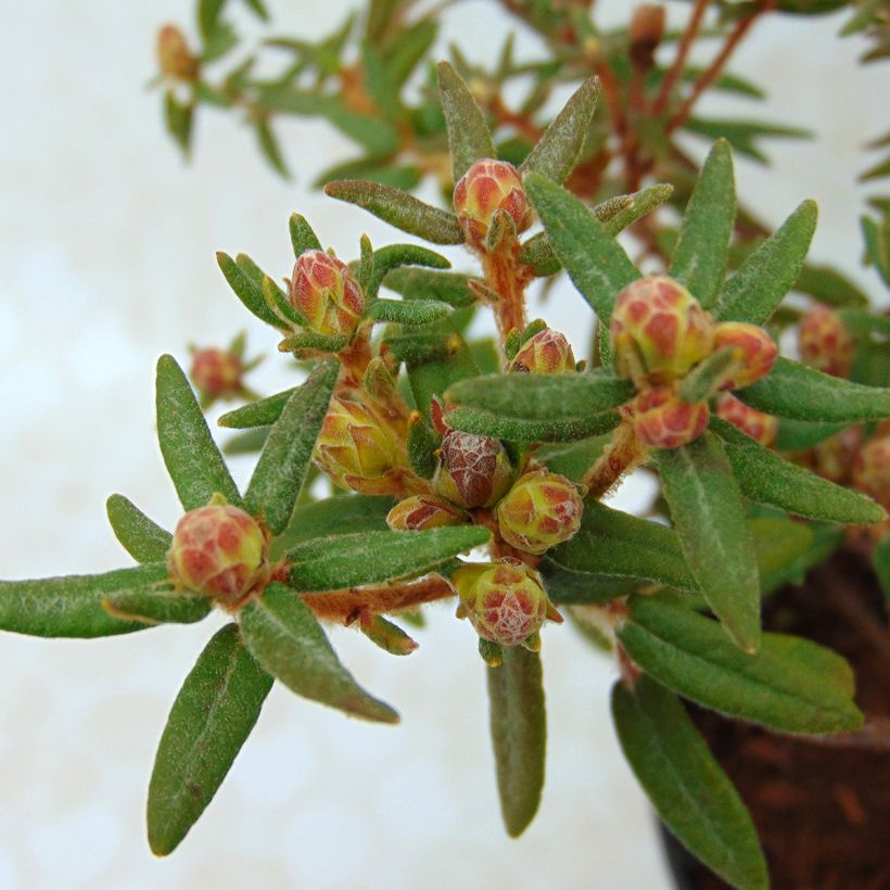 Ledum groendlandicum Helma - Thé du Labrador (Feuillage)