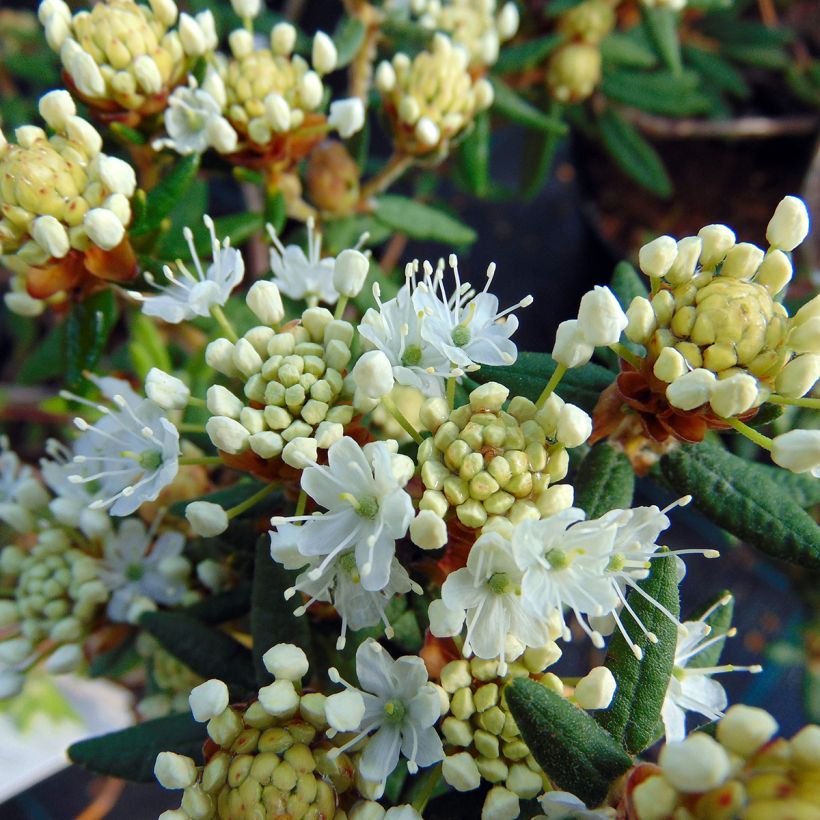 Ledum groendlandicum Helma - Thé du Labrador (Floraison)