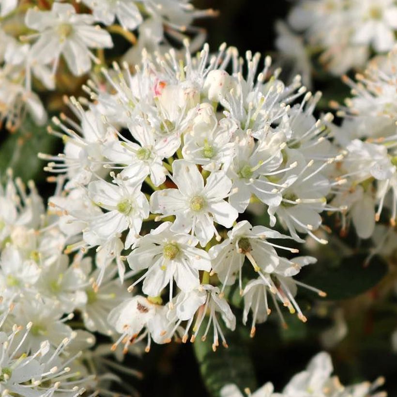Ledum groenlandicum Compactum - Thé du Labrador (Floraison)