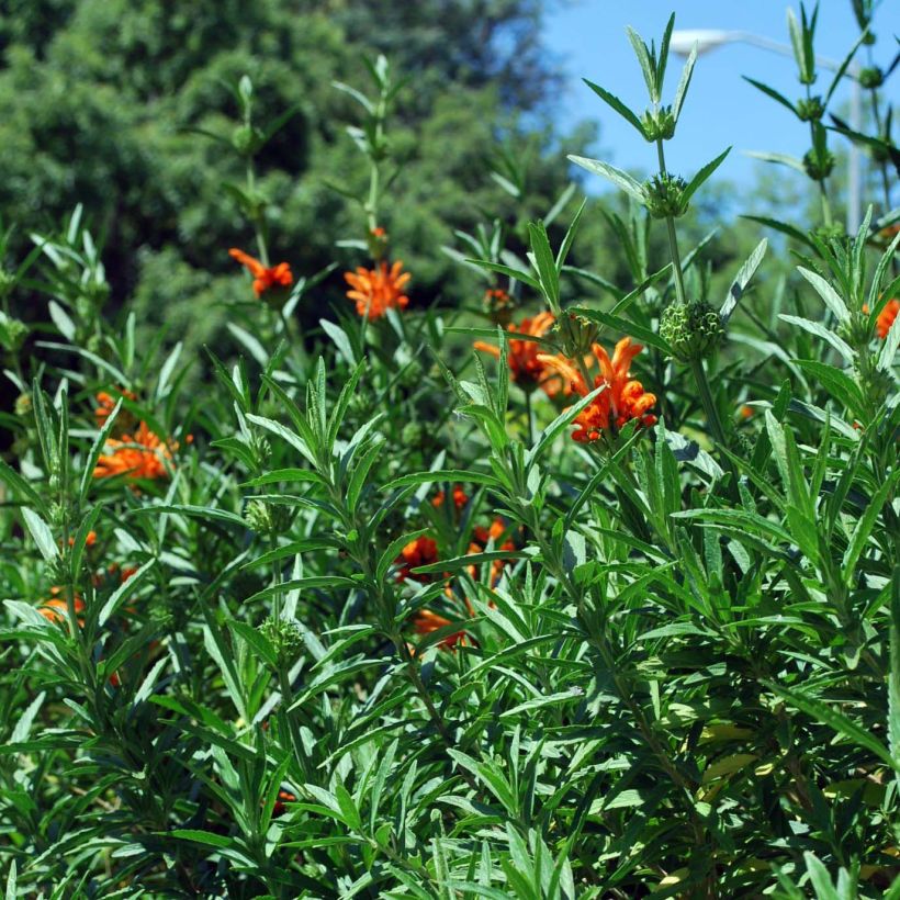 Leonotis leonurus - Queue de lion (Feuillage)