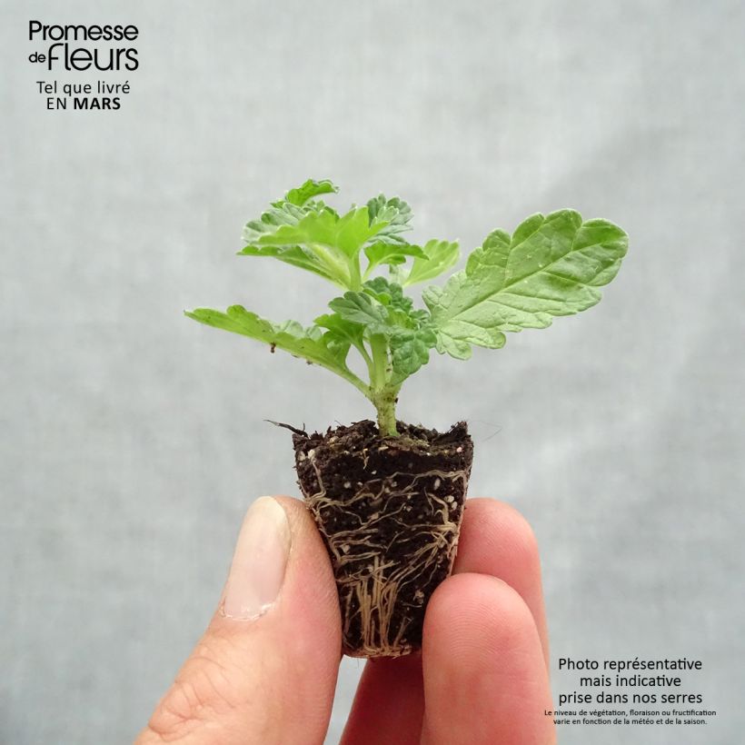 Spécimen de Leonotis leonurus - Queue de lion mini motte 3,5cm tel que livré au printemps