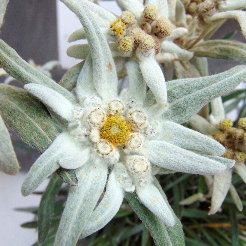Leontopodium alpinum Blossom of Snow - Edelweiss des Alpes (Floraison)