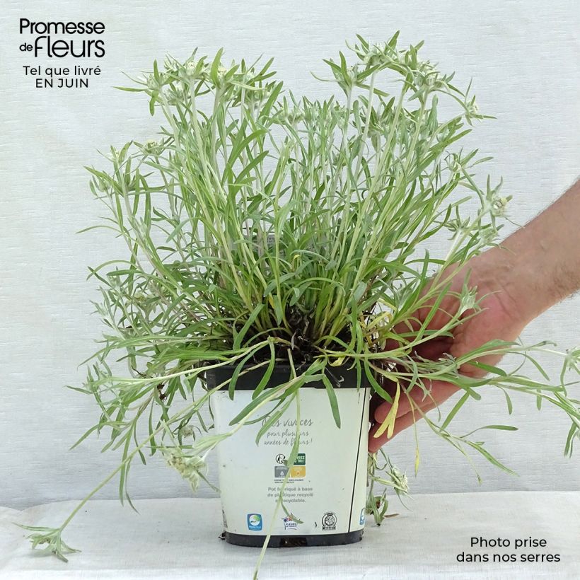 Spécimen de Leontopodium alpinum Blossom of Snow - Edelweiss des Alpes Pot de 2L/3L tel que livré en été