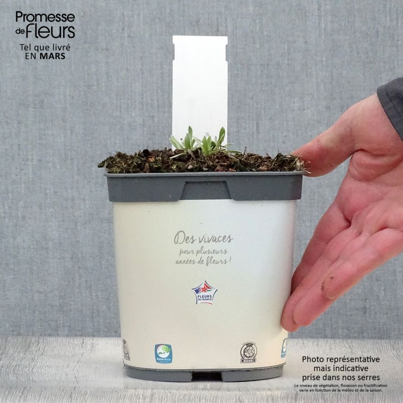 Spécimen de Leontopodium alpinum Blossom of Snow - Edelweiss des Alpes en pot de 2/3 litres tel que livré au printemps