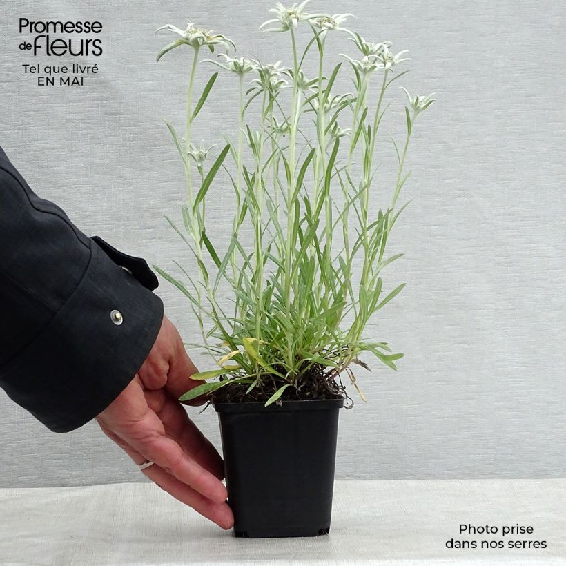 Spécimen de Leontopodium alpinum Blossom of Snow - Edelweiss des Alpes en godet de 9 cm tel que livré au printemps