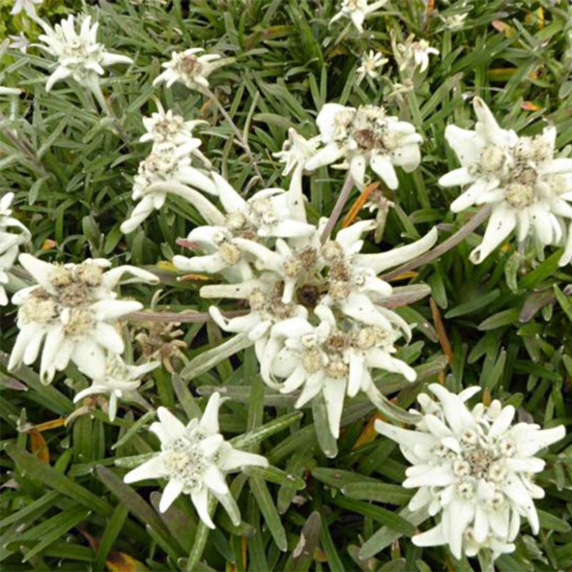 Leontopodium alpinum Mont Blanc - Edelweiss des Alpes (Floraison)