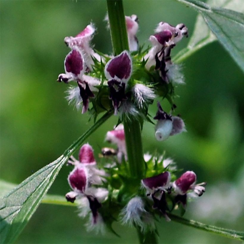 Leonurus cardiaca - Agripaume cardiaque (Floraison)