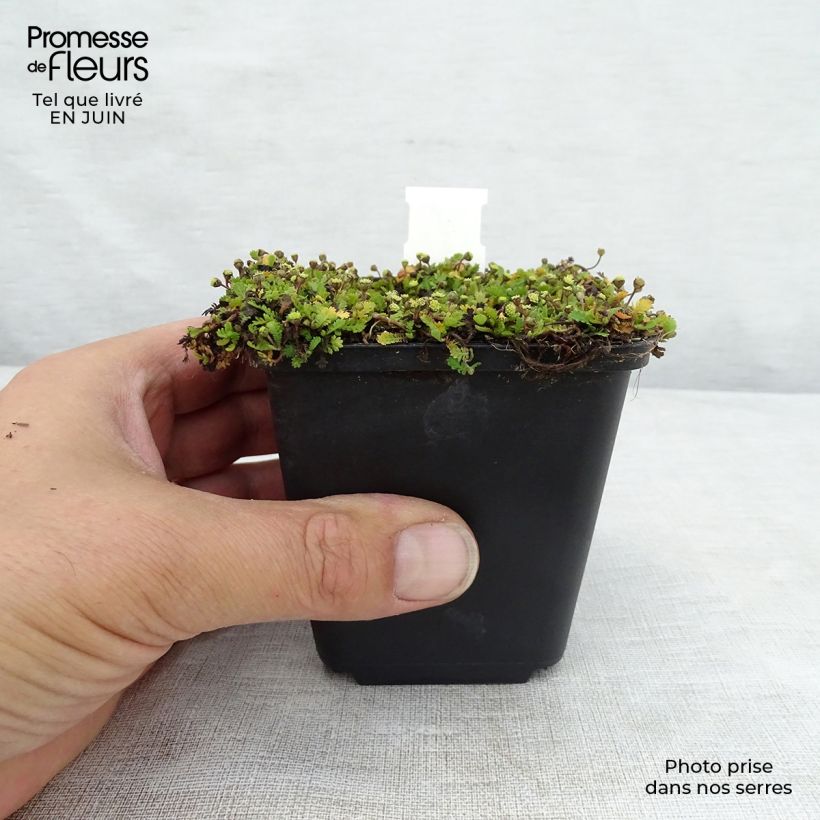 Spécimen de Leptinella dioica Minima - Cotule Godet de 8/9 cm tel que livré en été