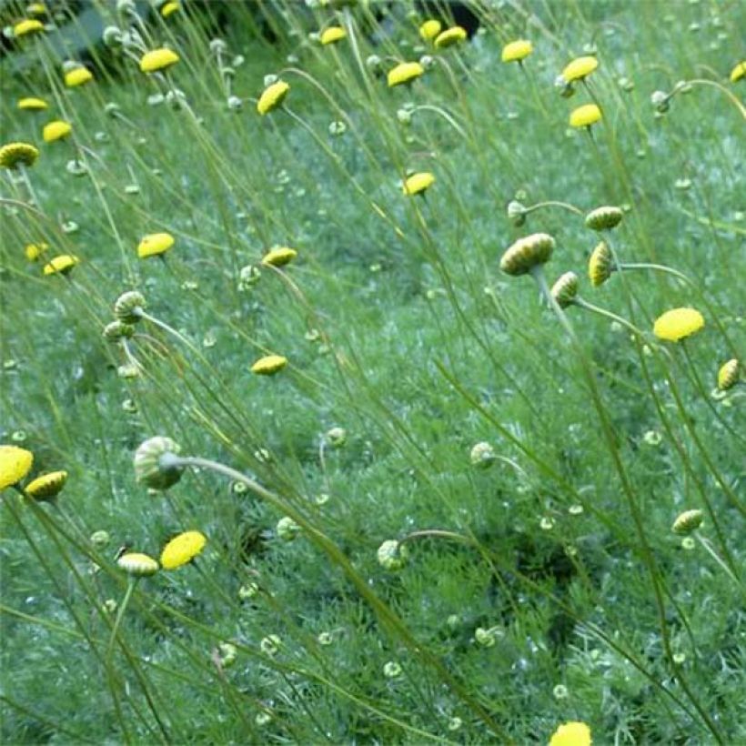 Cotula hispida - Leptinella (Floraison)