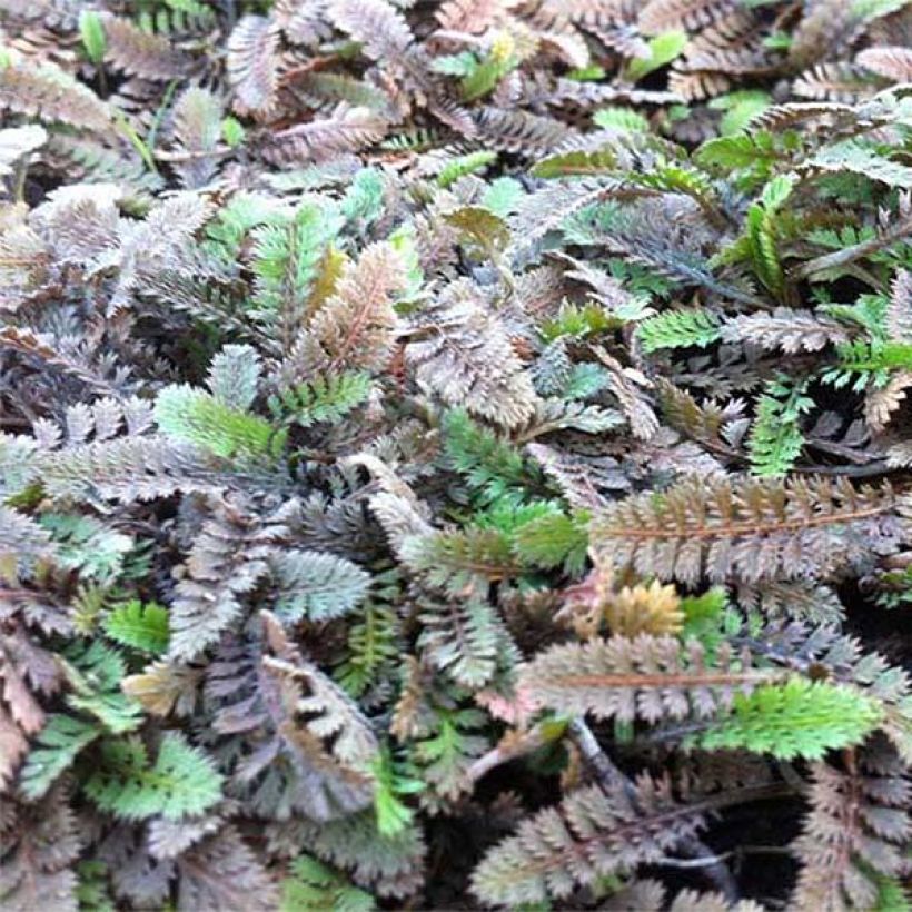 Leptinella potentillina - Cotule potentille (Feuillage)