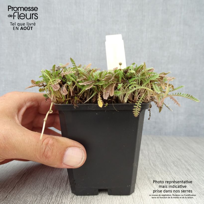 Spécimen de Leptinella potentillina - Cotule potentille Godet de 8/9 cm tel que livré en été